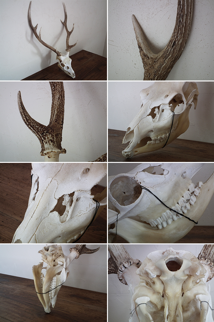 Z00021 鹿の頭蓋骨 | MANSIKKA antiquesMANSIKKA antiques