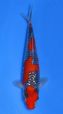 鯉の見沼 | 観賞用、品評会用錦鯉生産販売