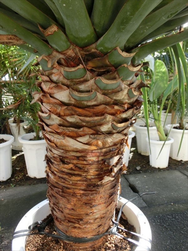 超大型！ ドラセナ ドラコ Dracaena draco 【直接引き渡し】 ヤシ 超