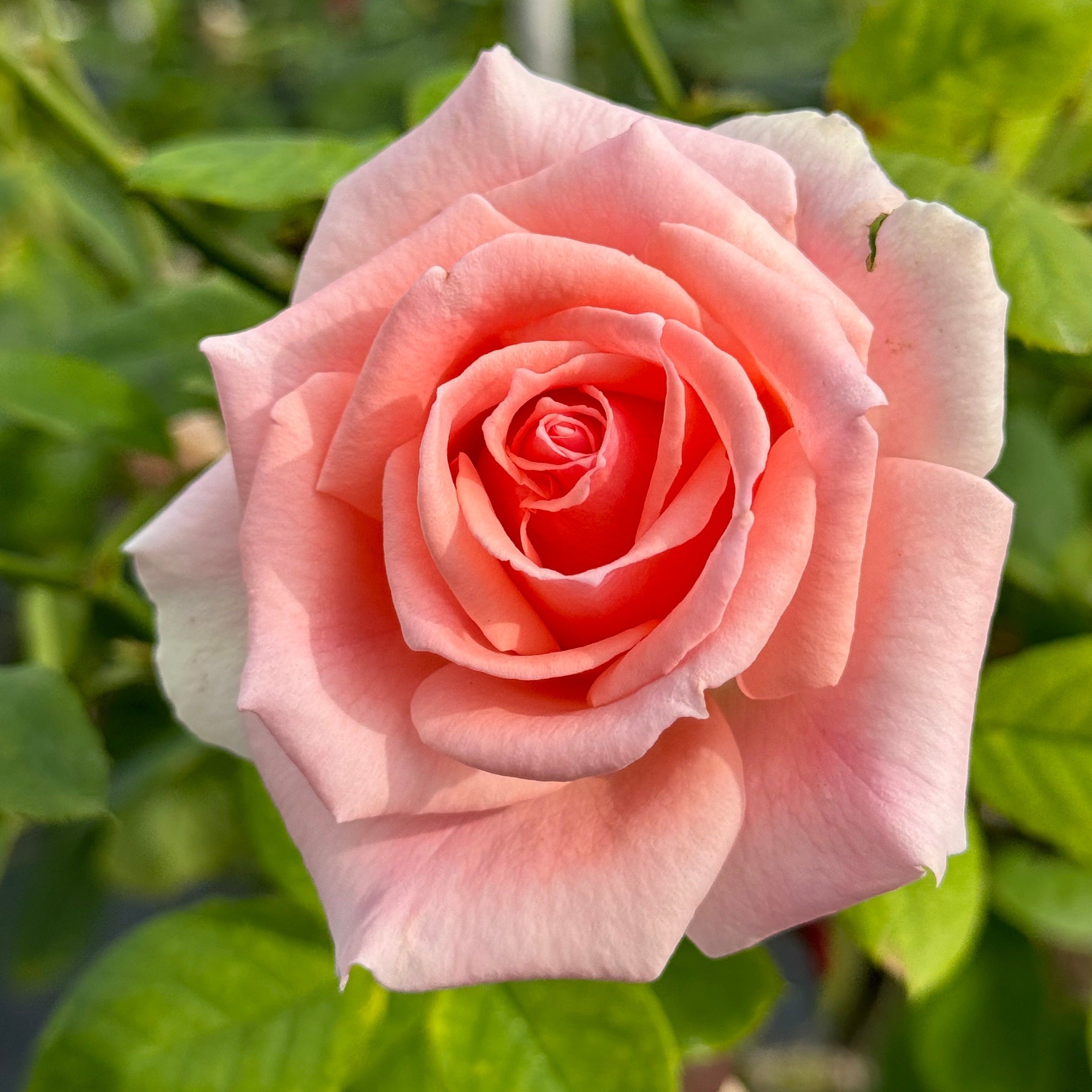 Pearly Gates – Nelson's Southern Roses