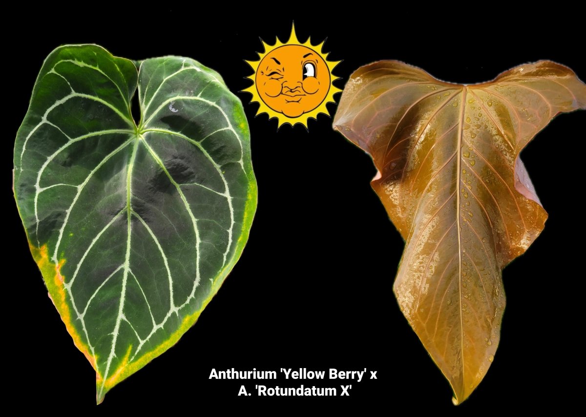 Anthurium 'Yellow Berry' x A. 'Rotundatum X' (A40) | Nice Plants