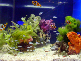 かんたん槽 シリーズ | オリジナル商品 | 海水魚のパイオニア 日海