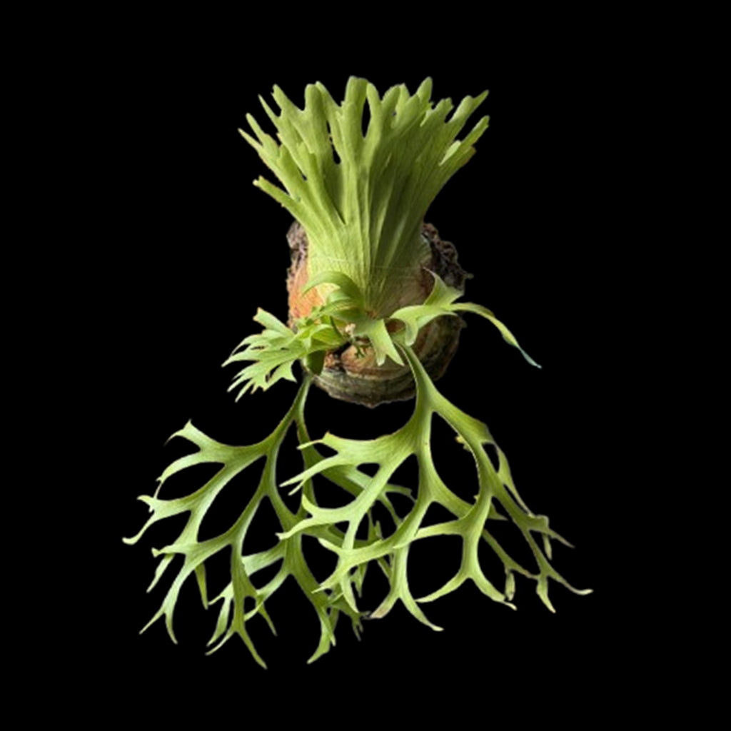 Bare-root]Platy. coronarium 'Thin Thin' 小精靈皇冠鹿角蕨 [In stock