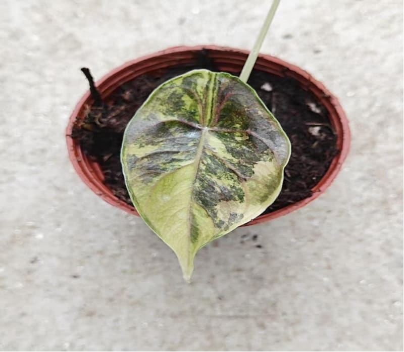 Alocasia azlanii 