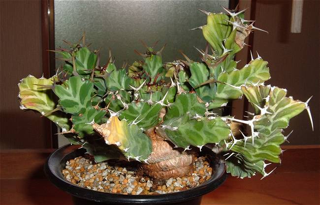 ユーフォルビア クラビゲラ(Euphorbia clavigera)写真 多肉植物