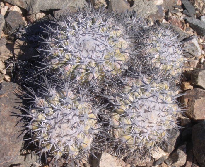 コピアポア 竜牙玉(Copiapoa cinerascens)写真 多肉植物データベース
