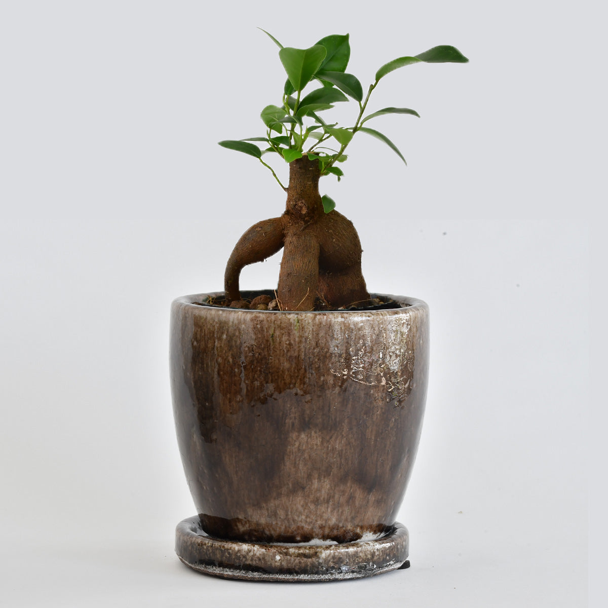 ガジュマル〈すすき〉 – Almond Today