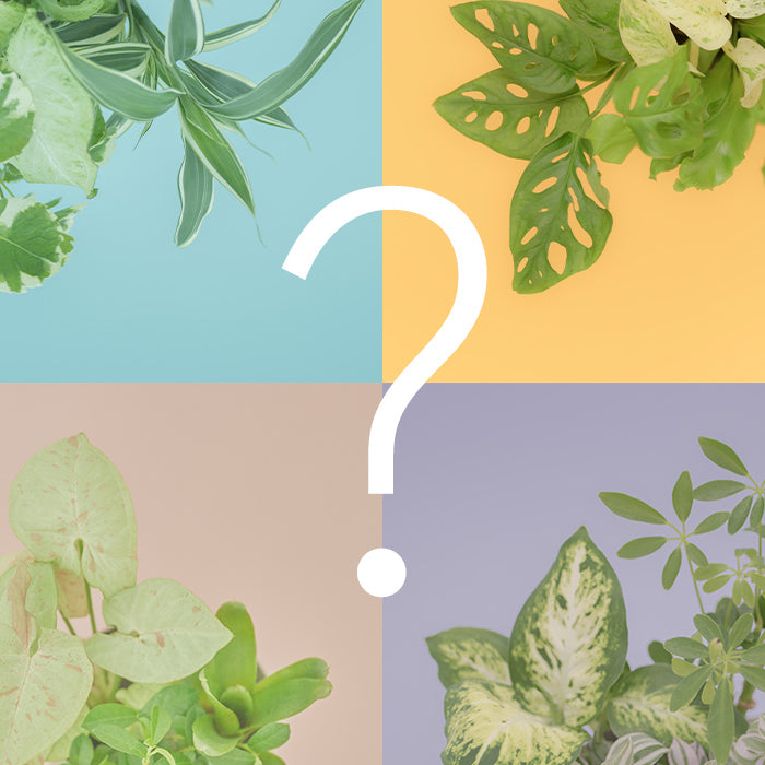 Secret Set（お得な観葉植物3種セット）｜土を使わない観葉植物 – &Green