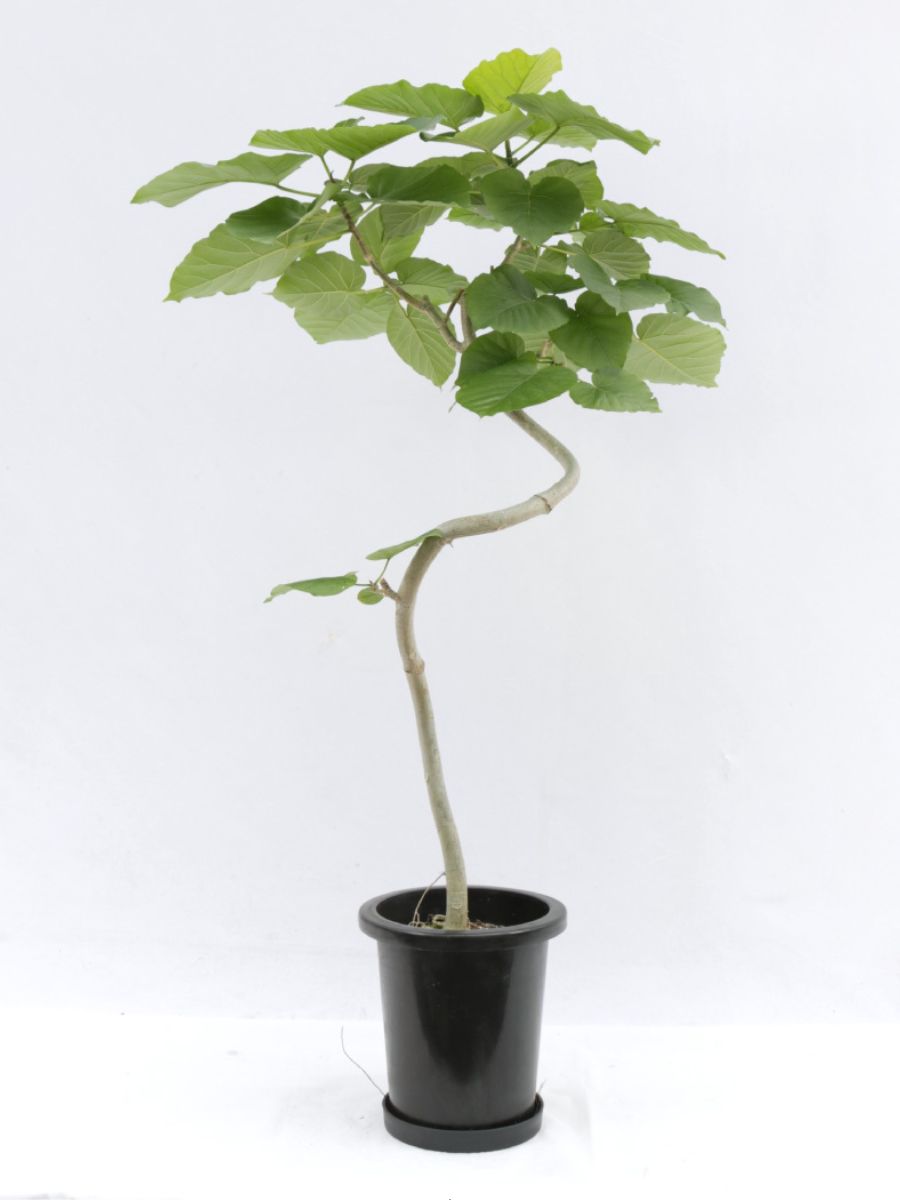 フィカス・ウンベラータ 8号の通販 | 観葉植物通販AONOKI（あおのき）