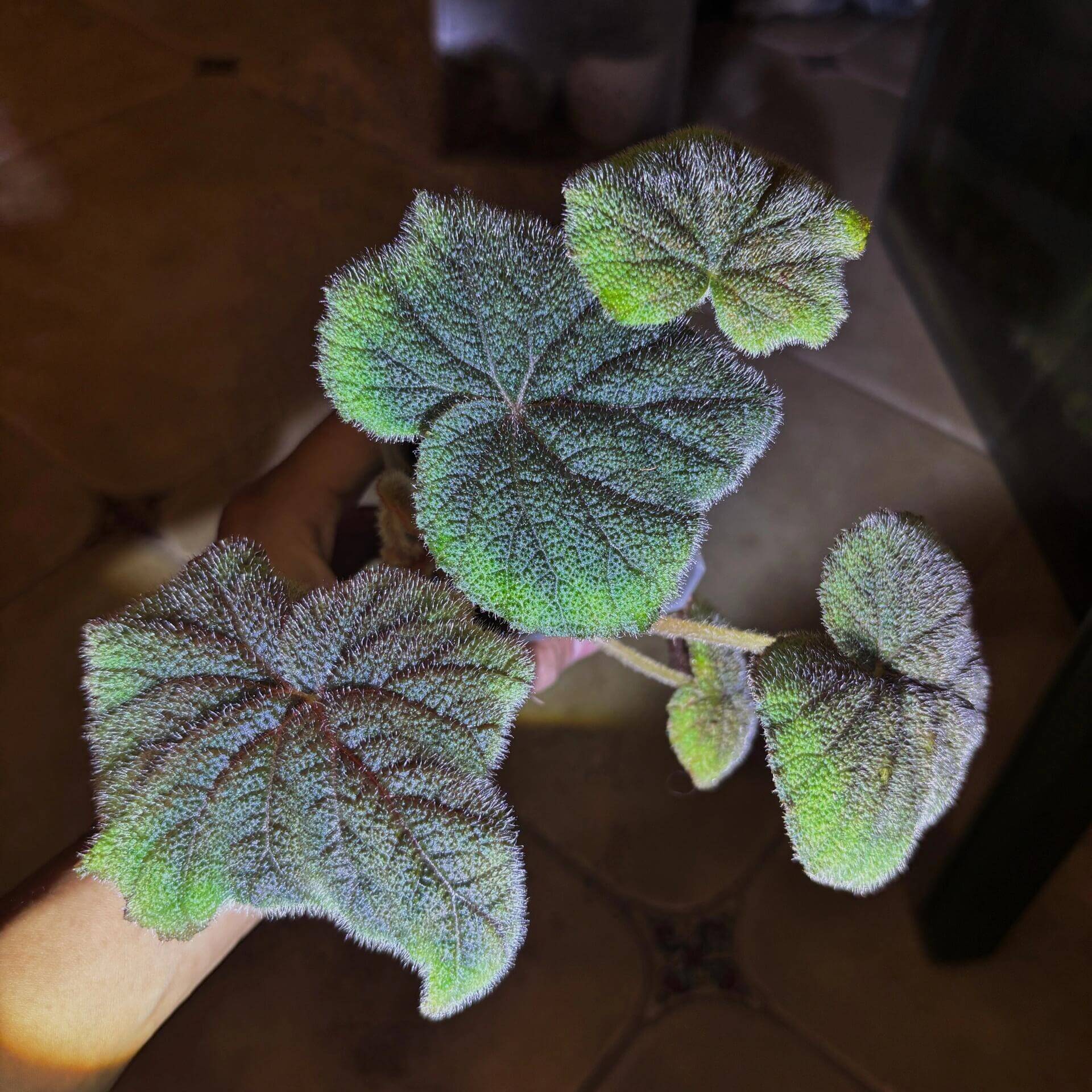 Begonia sp. Lang Son for Sale – Begin With Plants
