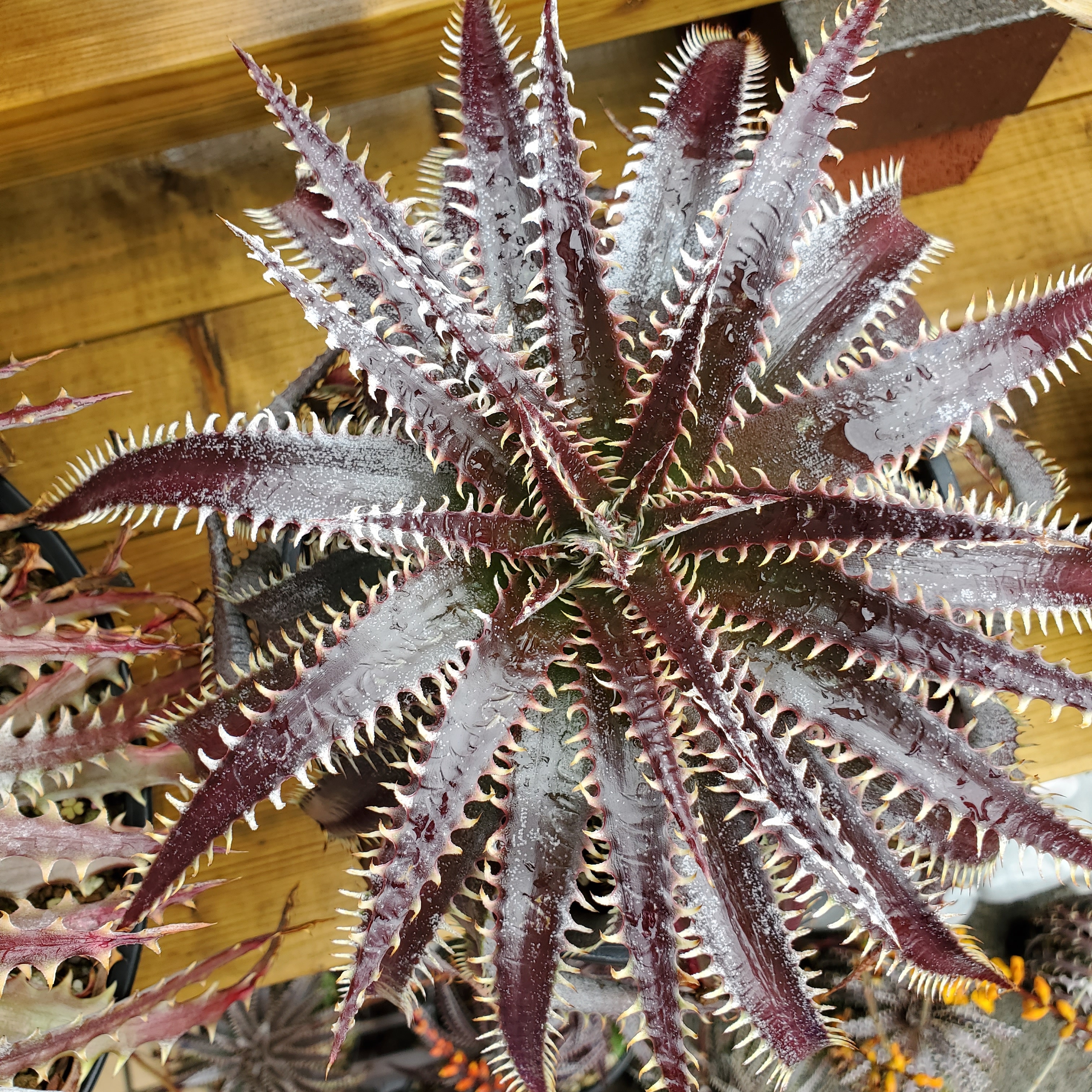 群生 DBディッキア Dyckia Bill Baker hyb #217 ⑵ 群生 DBディッキア