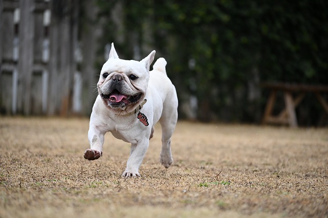 賑やかでした｜宮崎のドッグランはDogrun SOL