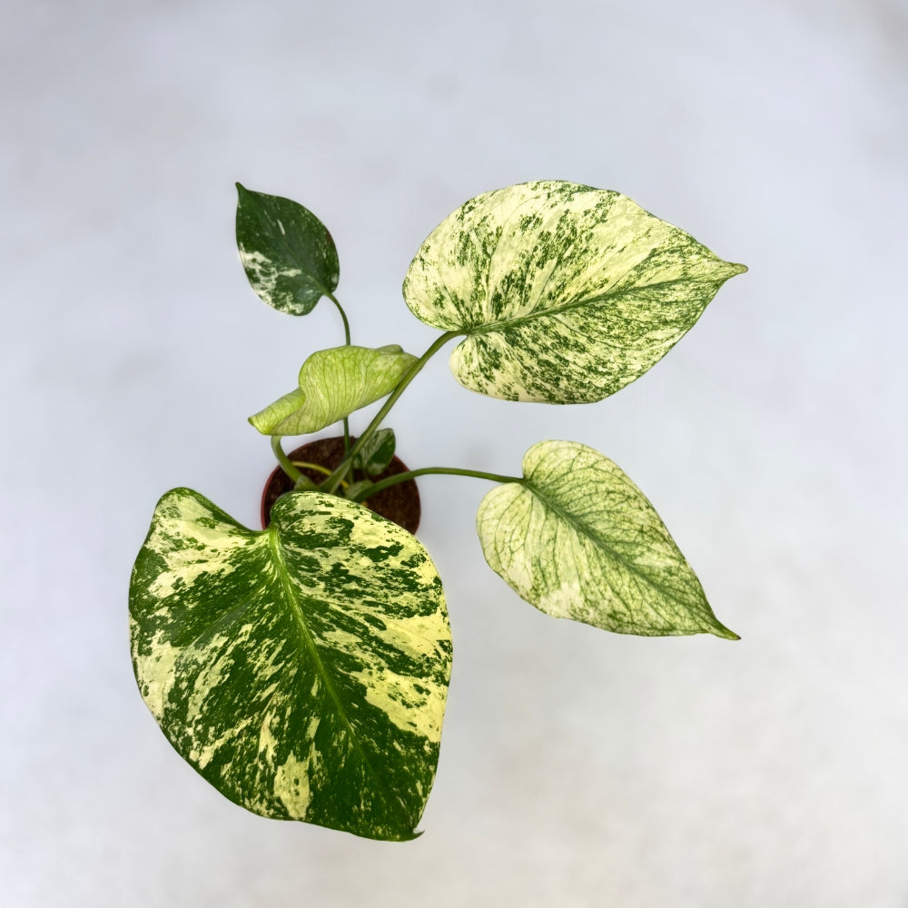 Monstera Deliciosa Mint