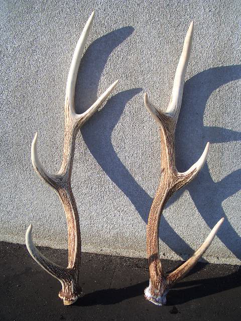 鹿の角 端材 チップ エゾシカ 蝦夷鹿 20kg 【公式通販】