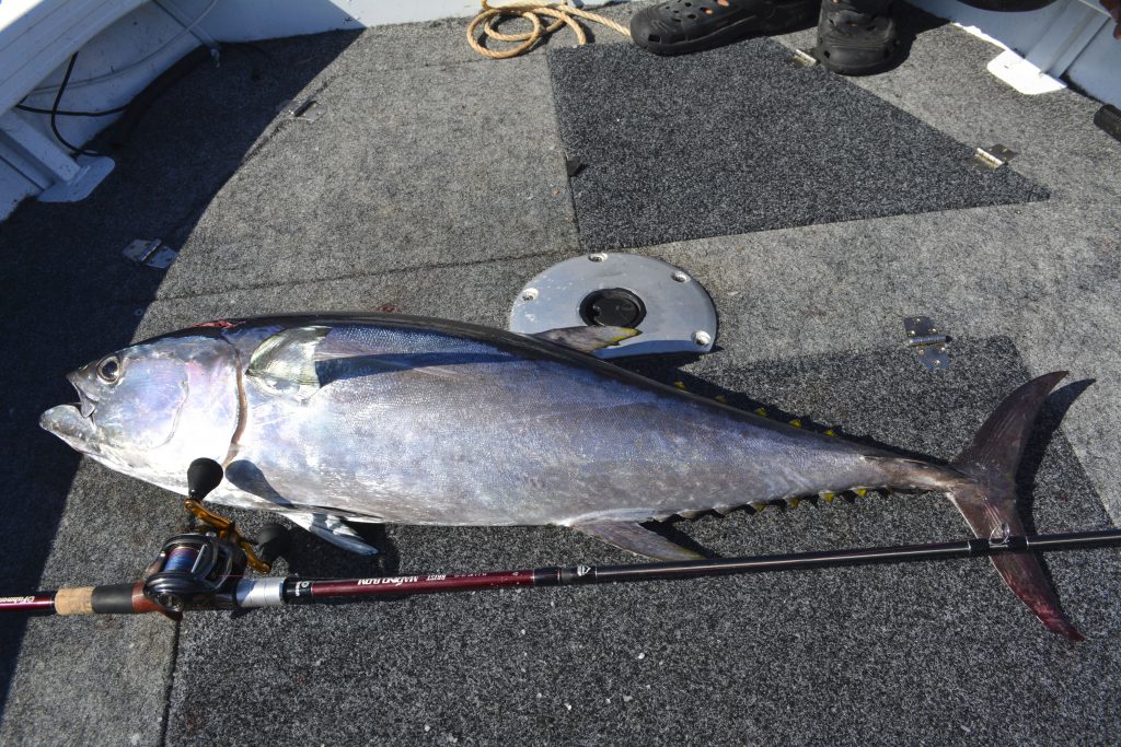 腰長マグロをBRIST MARINO8.0Mで狙って来ました - Fishman（フィッシュ