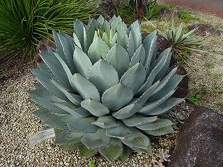 趣味の花図鑑-アガベ吉祥天