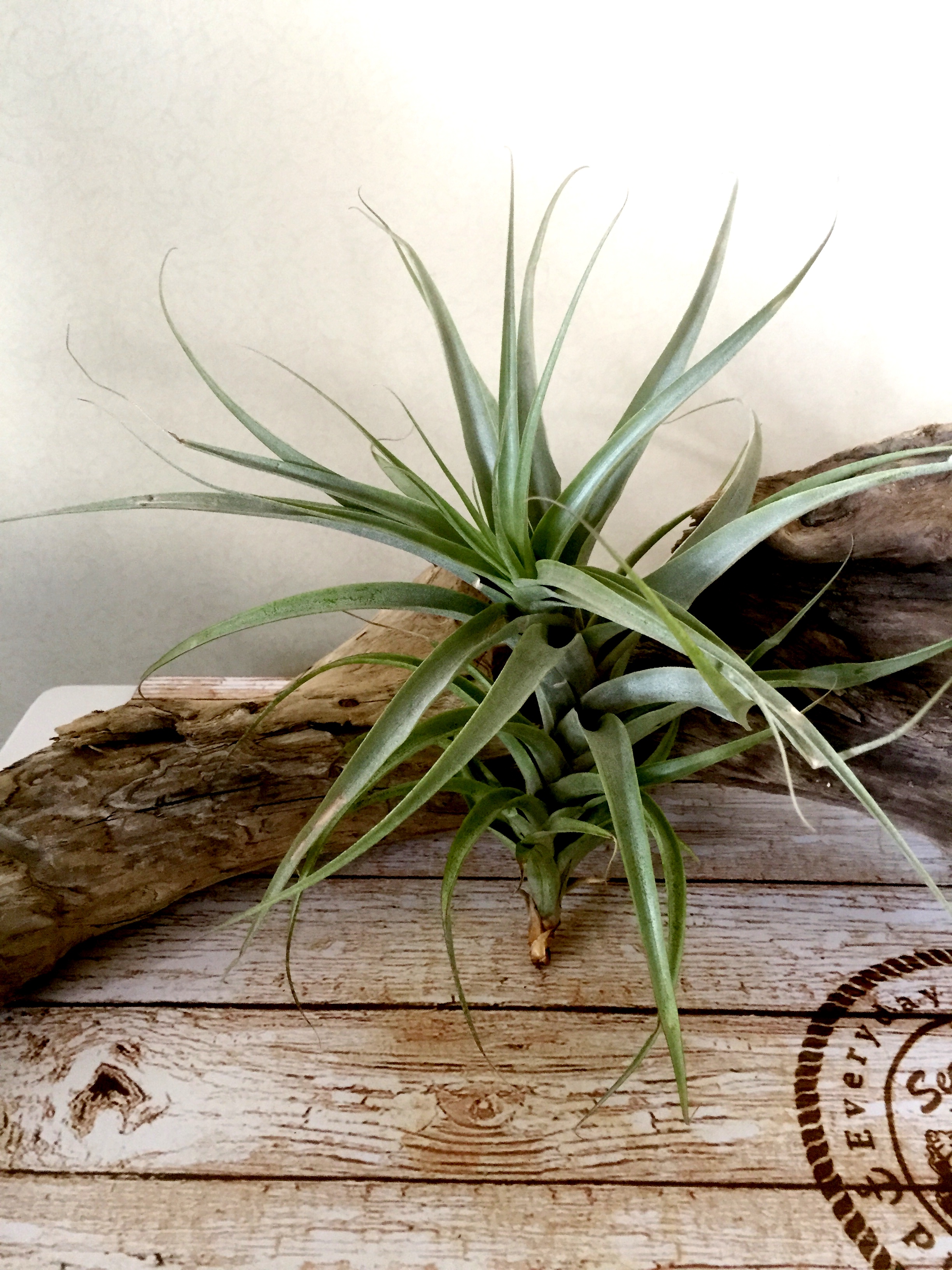 チランジア・ラティフォリア Tillandsia latifolia 育て方 図鑑