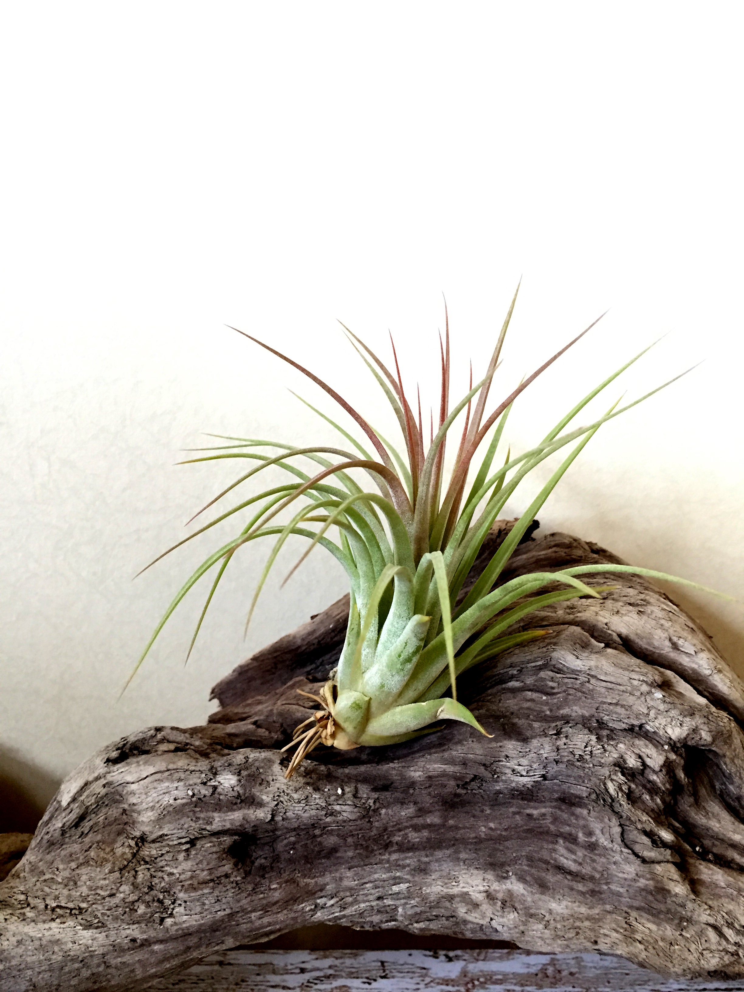 チランジア パドレ チランジア パドレ チランジア Padre Tillandsia