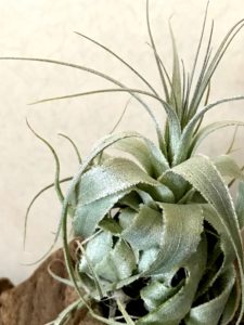 チランジア・ガルドネリー・ルピコラ Tillandsia gardneri var