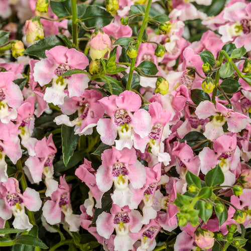 Angelface® Wedgewood Pink Angelonia | Proven Winners® – Creekside