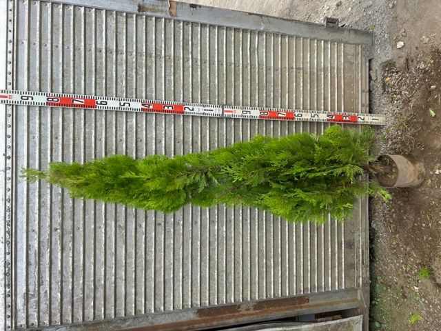 GootureStore / エレガンテシマ大