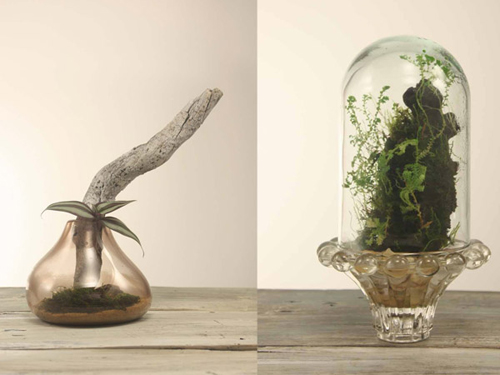 太古の自然システムをガラスの中で完結させたアート作品「Terrariums