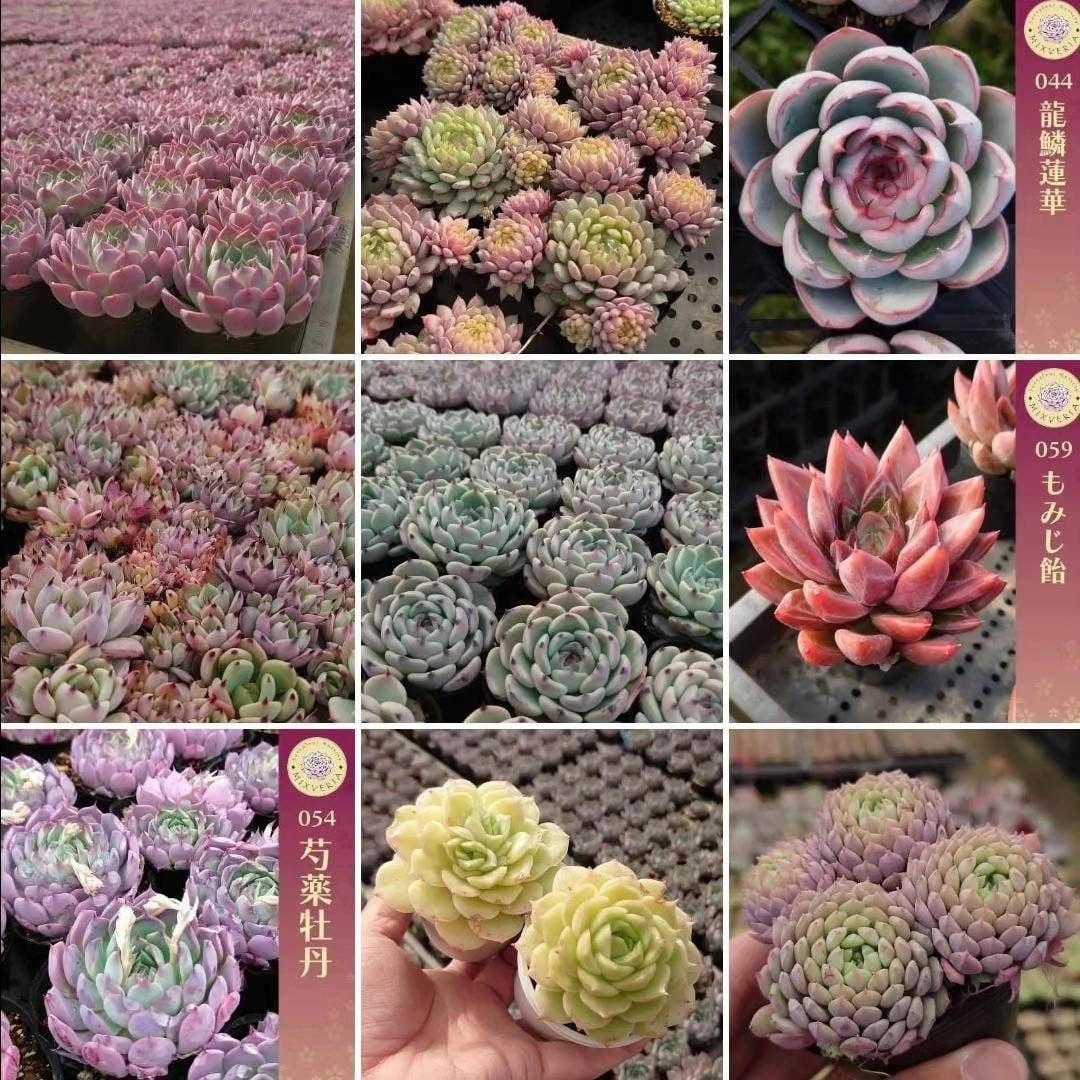 Succulent Nursery MIXVERIA