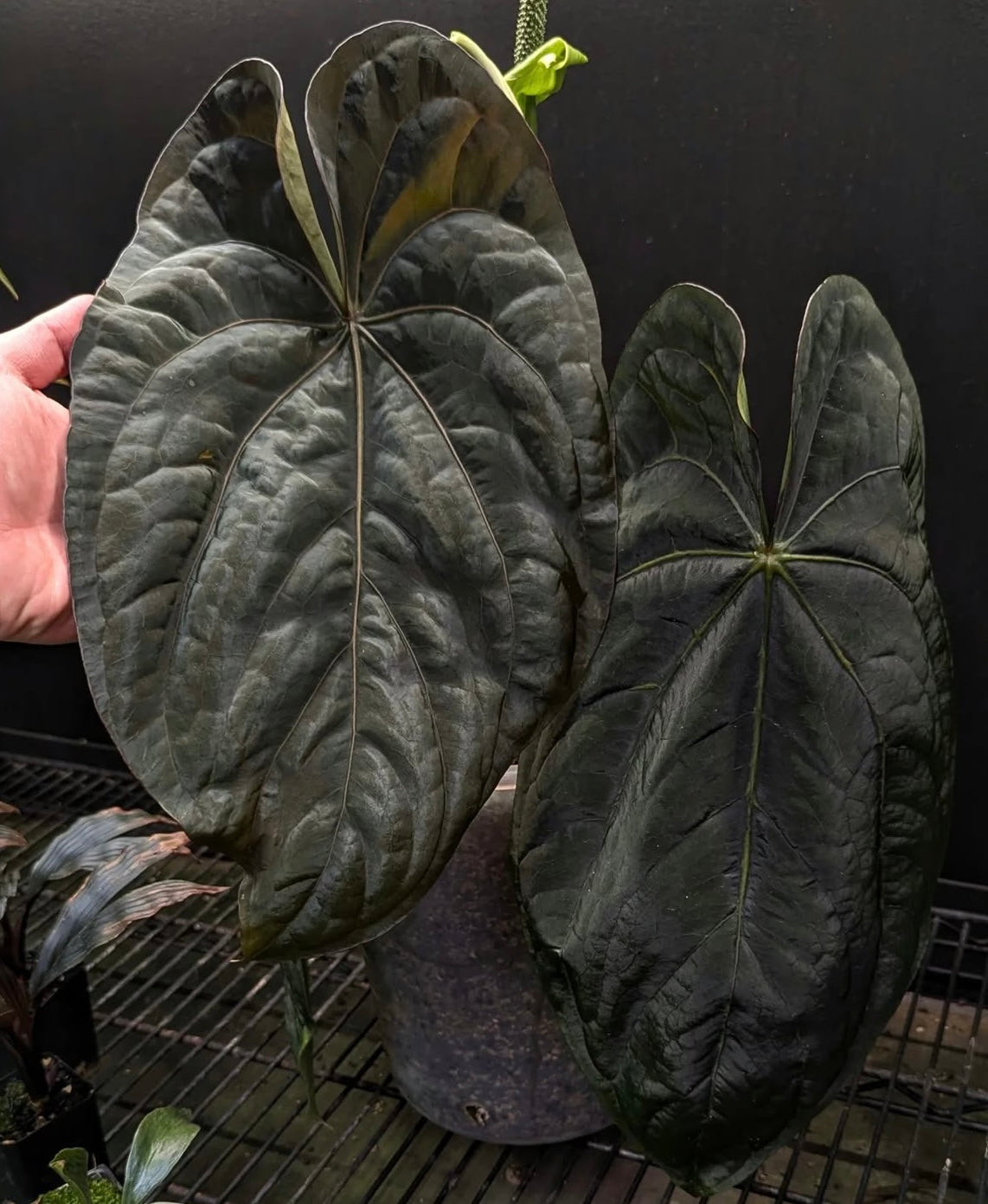 anthurium dressleri darkcroat ドレスレリ Anthurium dressleri Dark