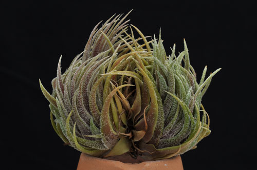 Tillandsia sprengelianaスプレンゲリアナ内陸型 滝沢会長株