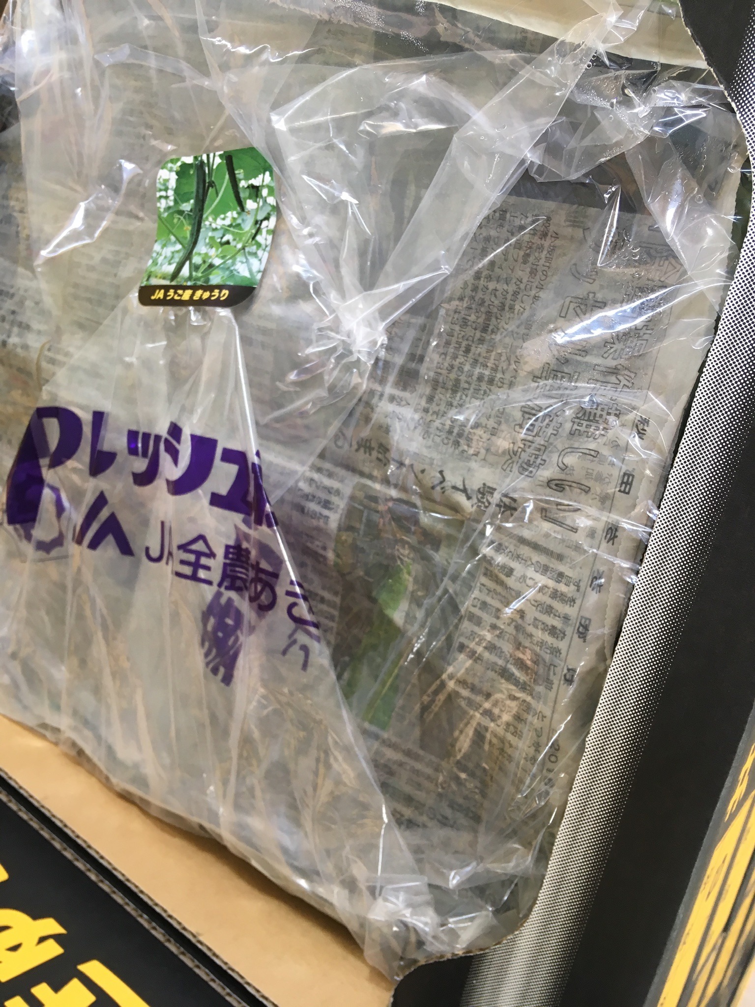 始まったばかりのブラックきゅうり: JAうご公式ブログ なえんもねん