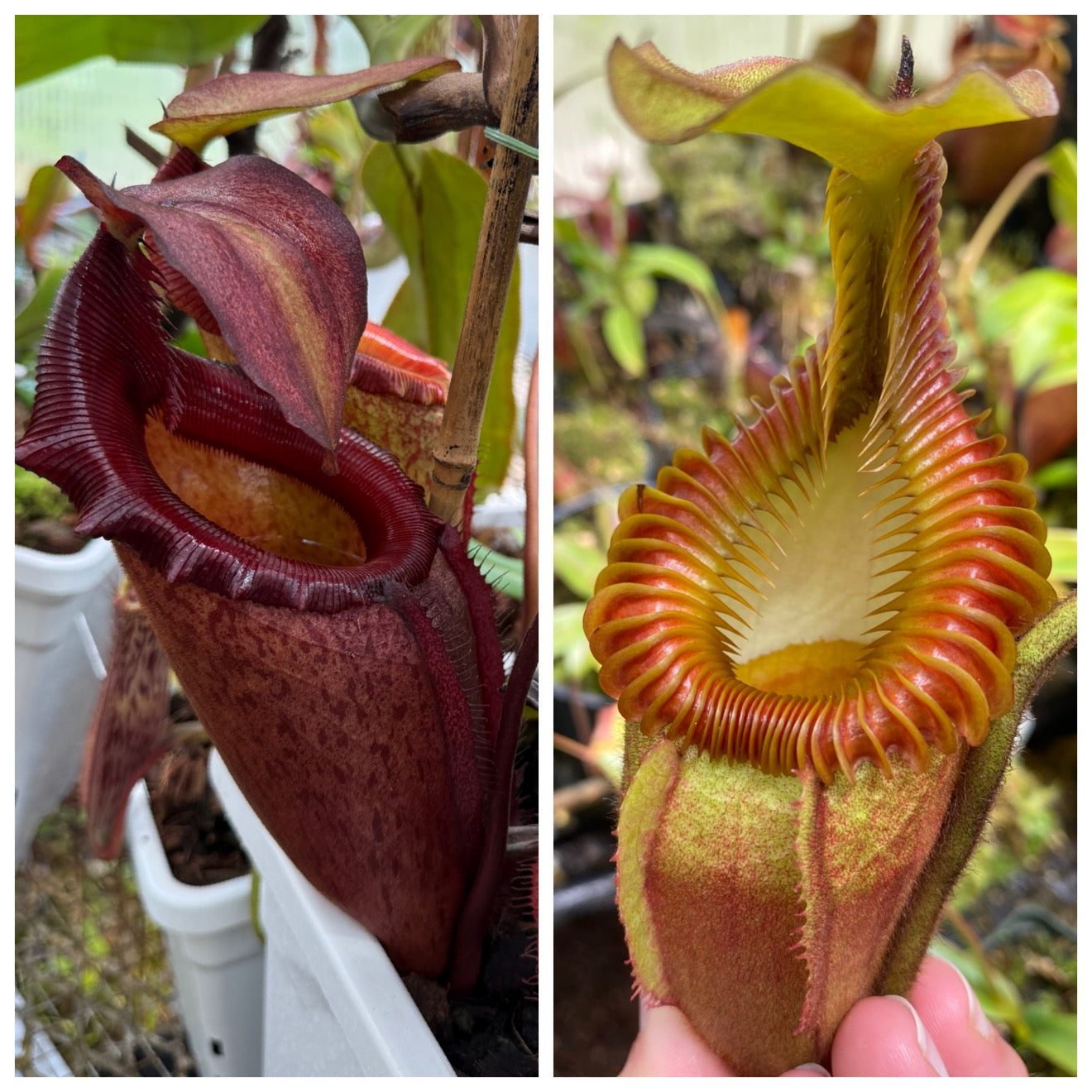 Seed - Nepenthes (rajah x mira) JH x villosa #2 – Jeremiah's Plants
