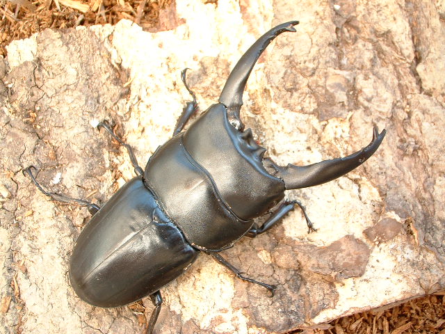 アルキデスヒラタクワガタ正規販売[オオクワキング] = アルキデス