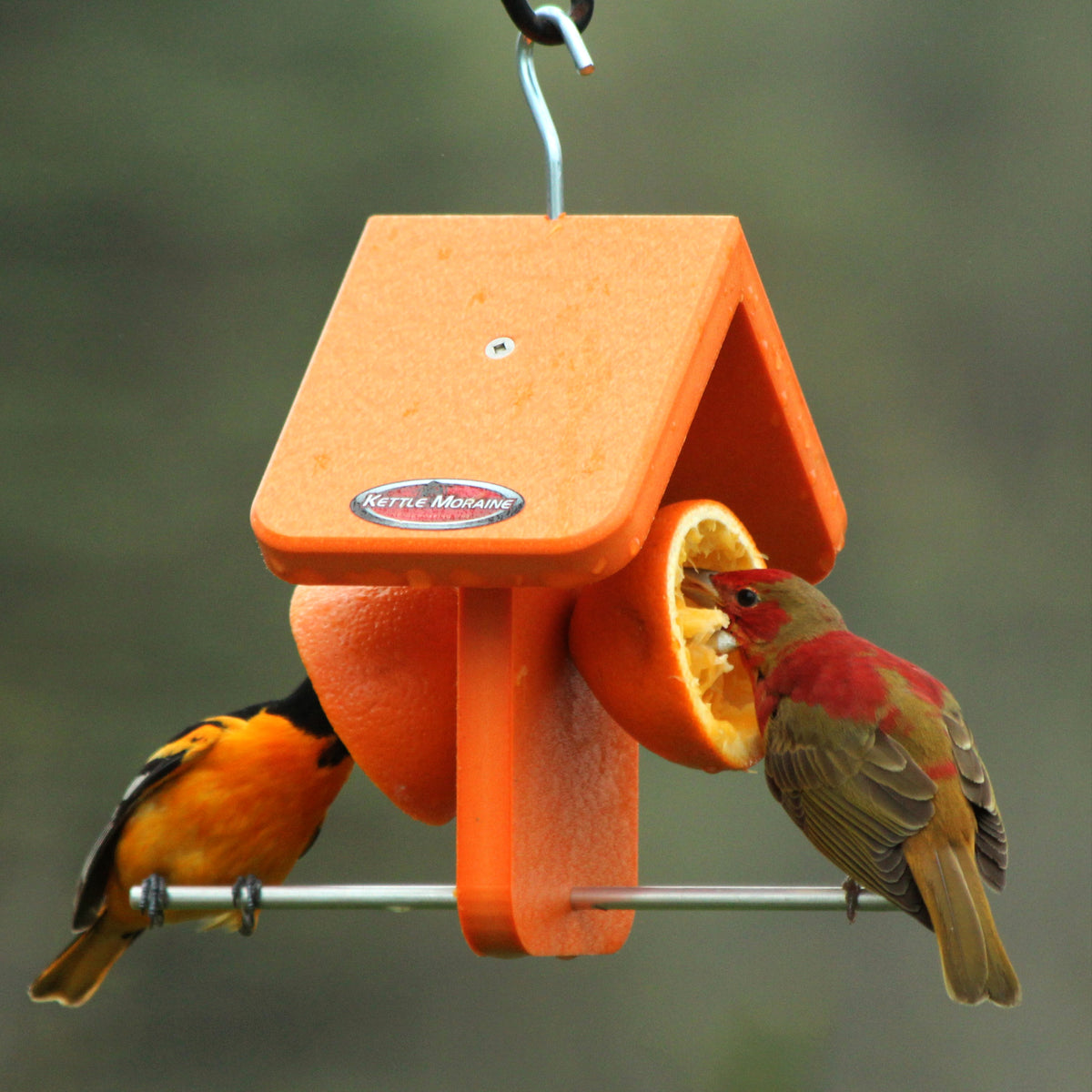 Recycled Orange Oriole Fruit Feeder (Single) – Kettle Moraine