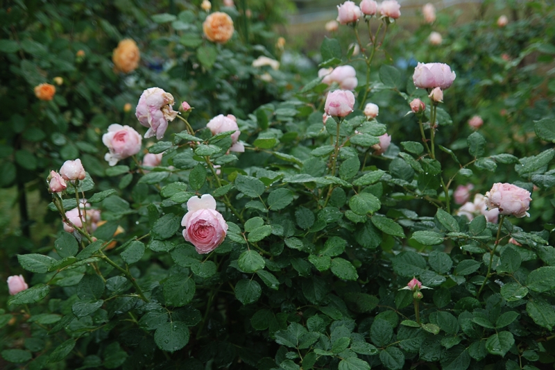 ジェフ・ハミルトン（Jeoff Hamilton）