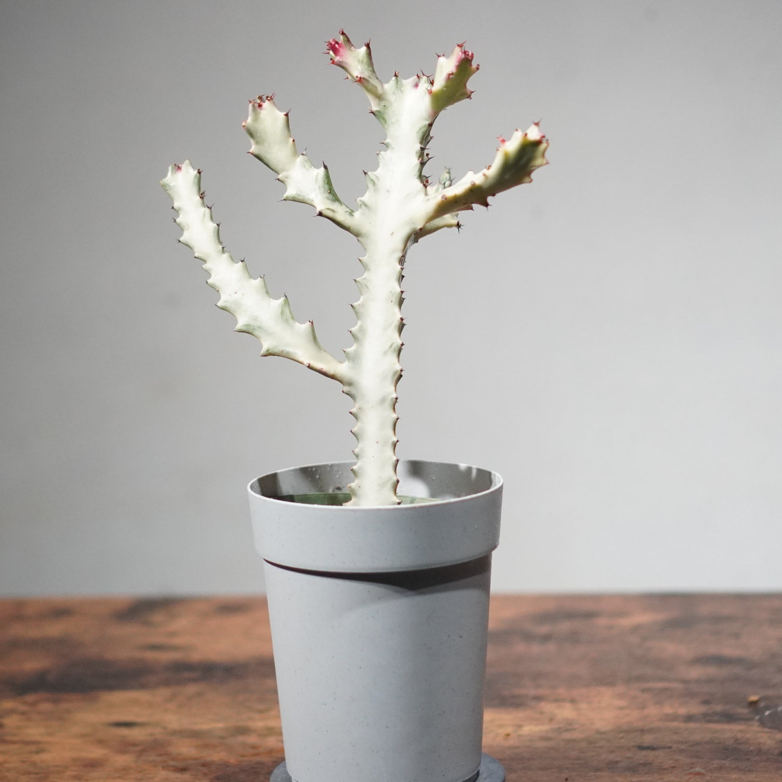 ユーフォルビア ホワイトゴースト – LAND KNOT PLANTS