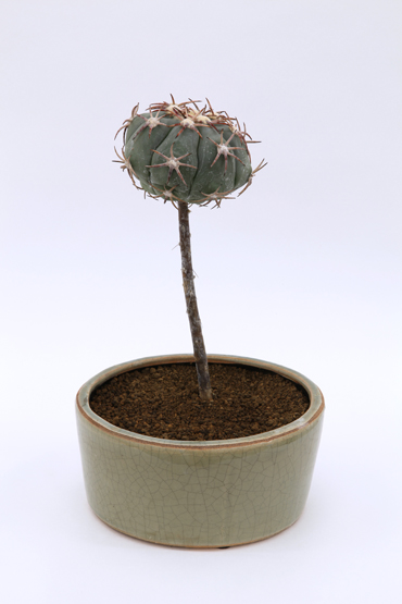 花王丸 | 叢 – くさむら – Qusamura