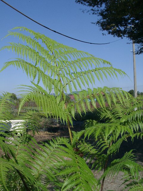 レーシーツリーファーン