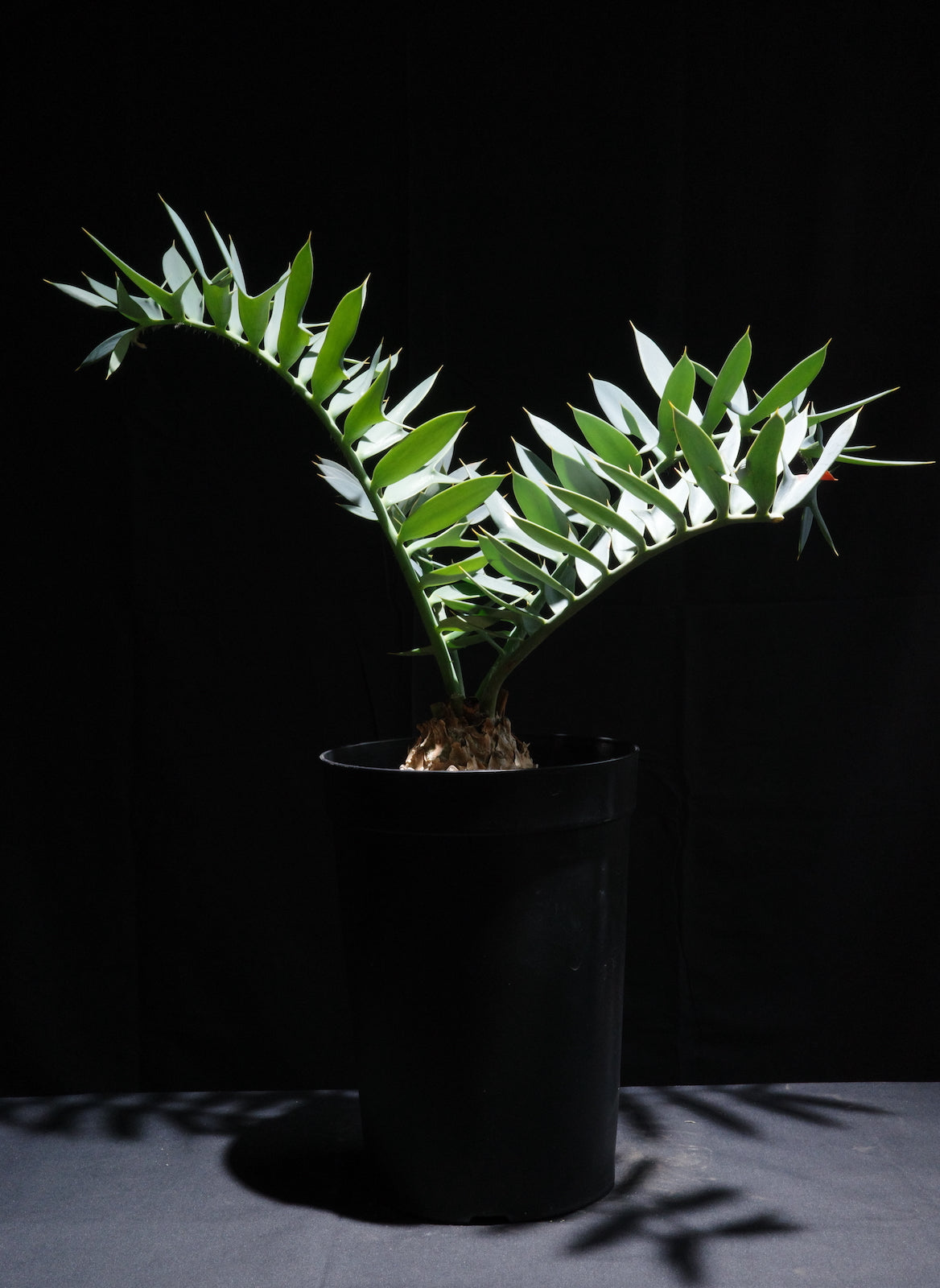 エンセファラルトス・ホリダス｜Encephalartos horridus – ROUTE