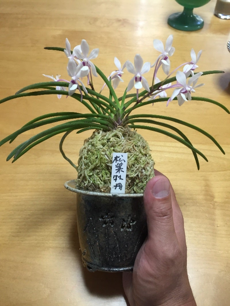 富貴蘭透かし鉢に黒松を植える | Daichiのブログ 盆栽
