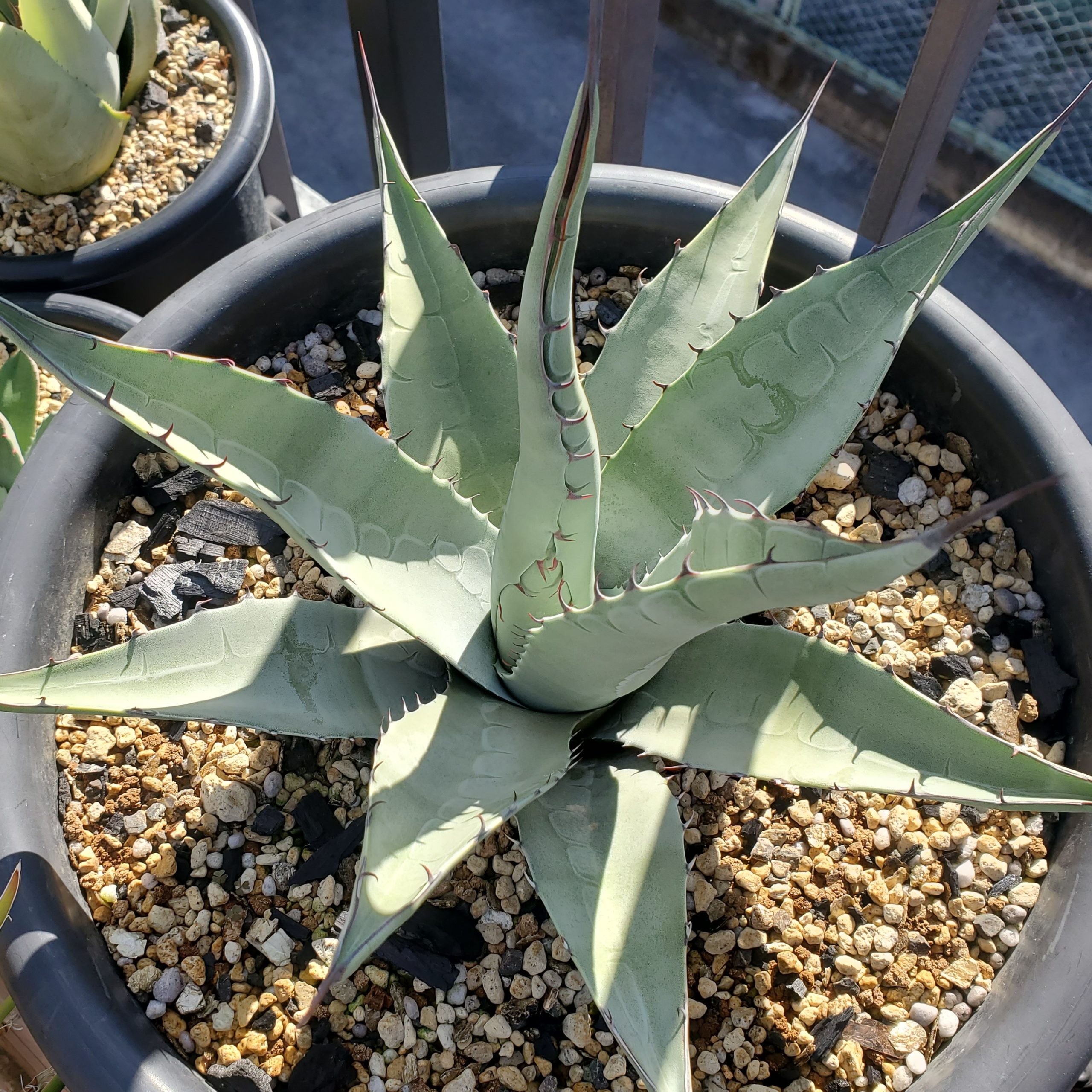 ネオメキシカーナ – ROUKA – Succulents Note
