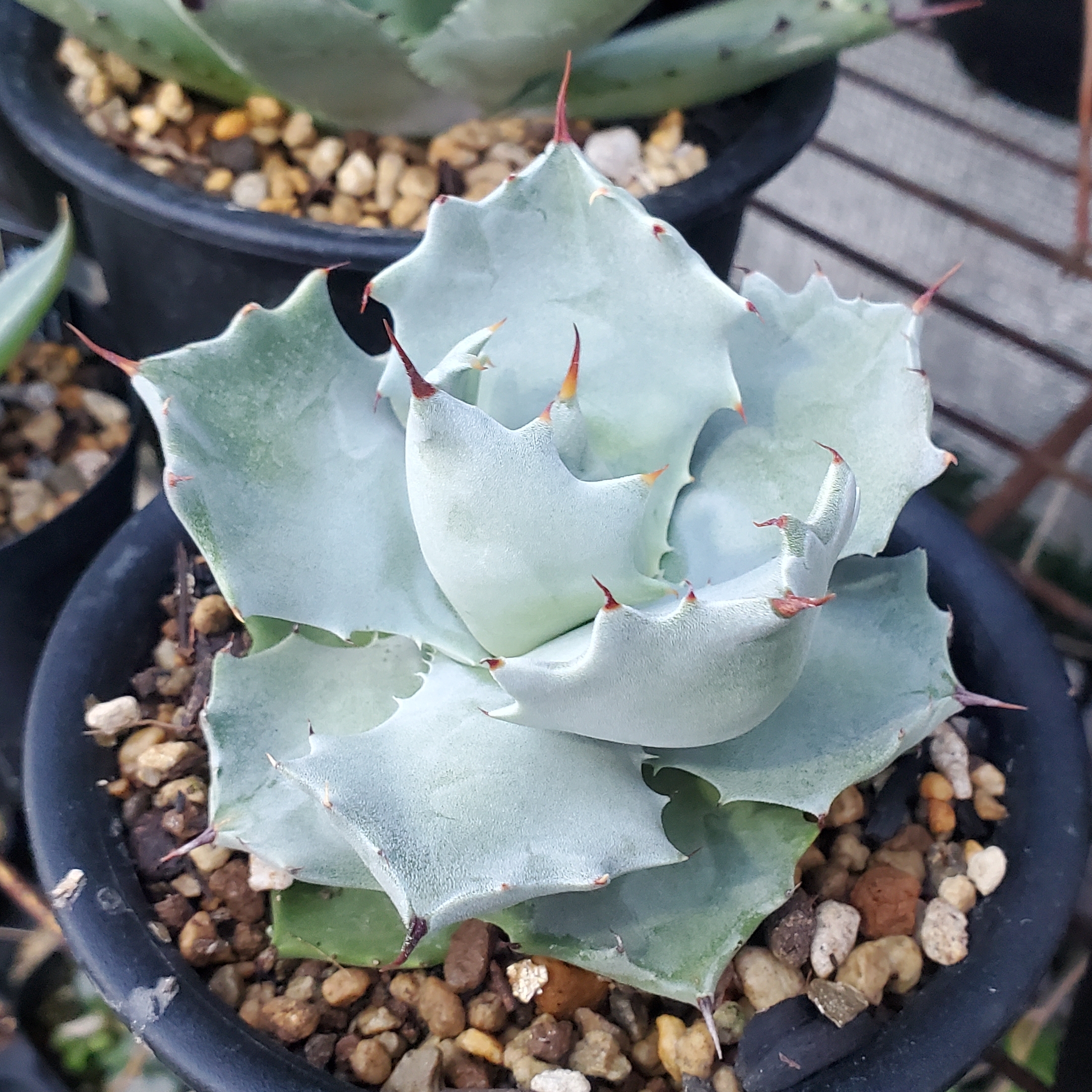イシスメンシス （インランドフォーム） – ROUKA – Succulents Note