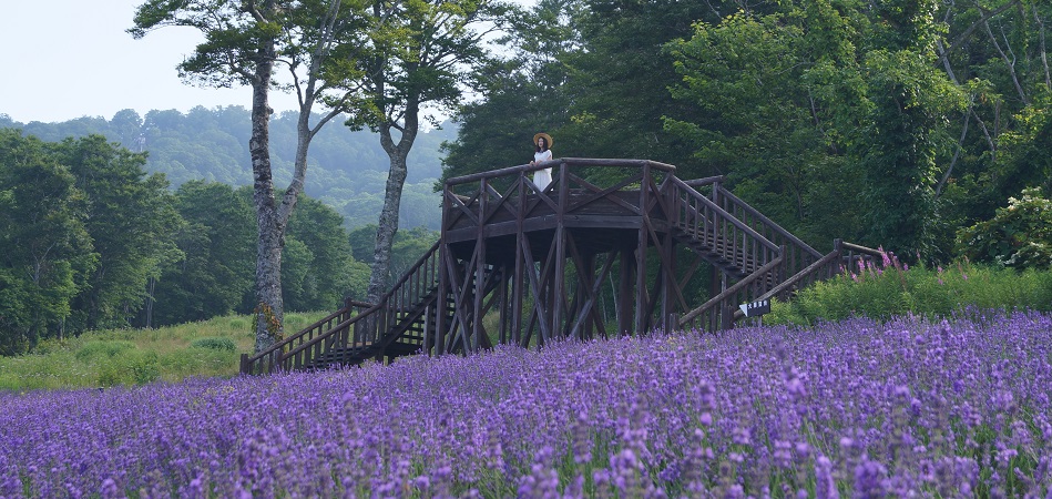 たんばらラベンダーパーク [群馬県] - アウトドアガイド SURF&SNOW
