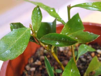 ニオイバンマツリ、挿し木の育て方: 園芸ナビ｜花と野菜の育て方