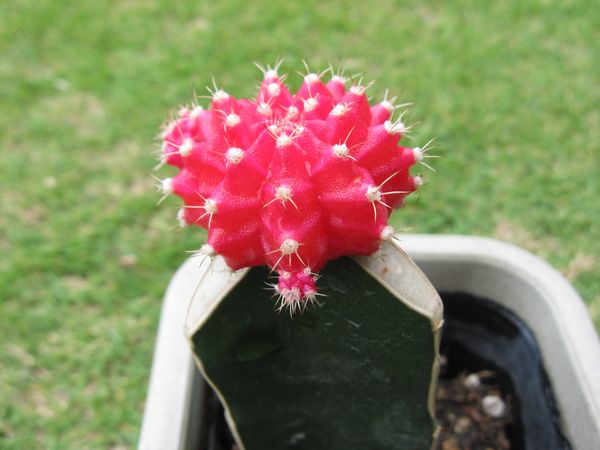 rikisan】花サボテン（レッド+むらさき） 接木 抜け苗 1426 カテゴリ