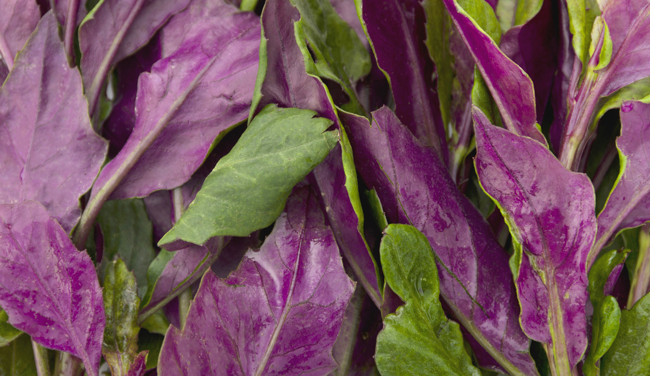 金時草を使ったレシピ紹介【通販】サカイダフルーツ