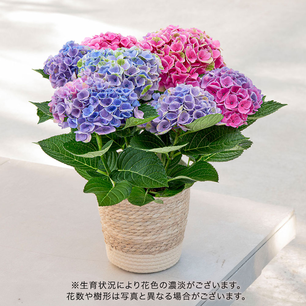 母の日 アジサイ「マジカルエボリューションオーロラ」 | 花・花束を