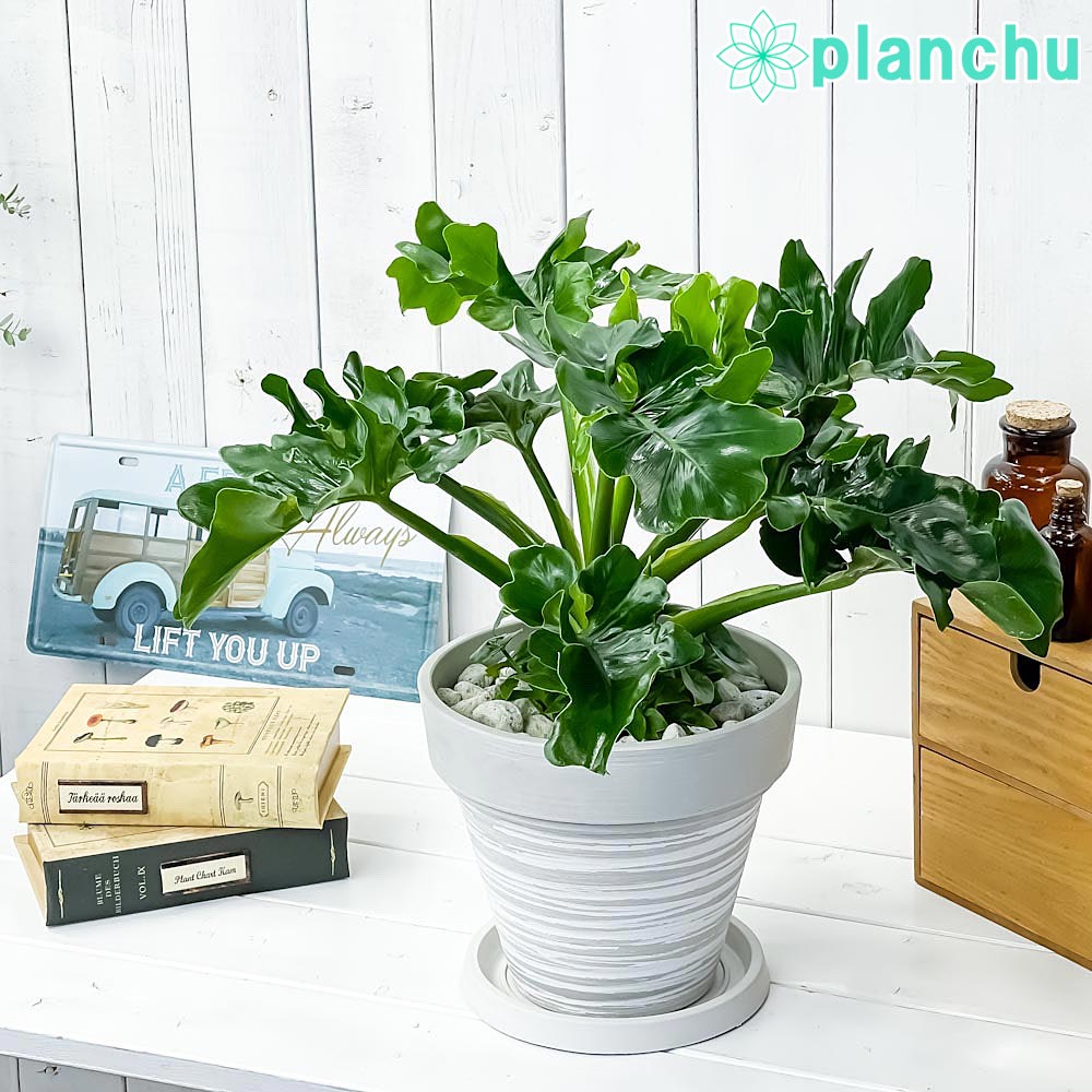 た*ま様 5株セットL046selloum Var フィロデンドロン・セローム・ 5株