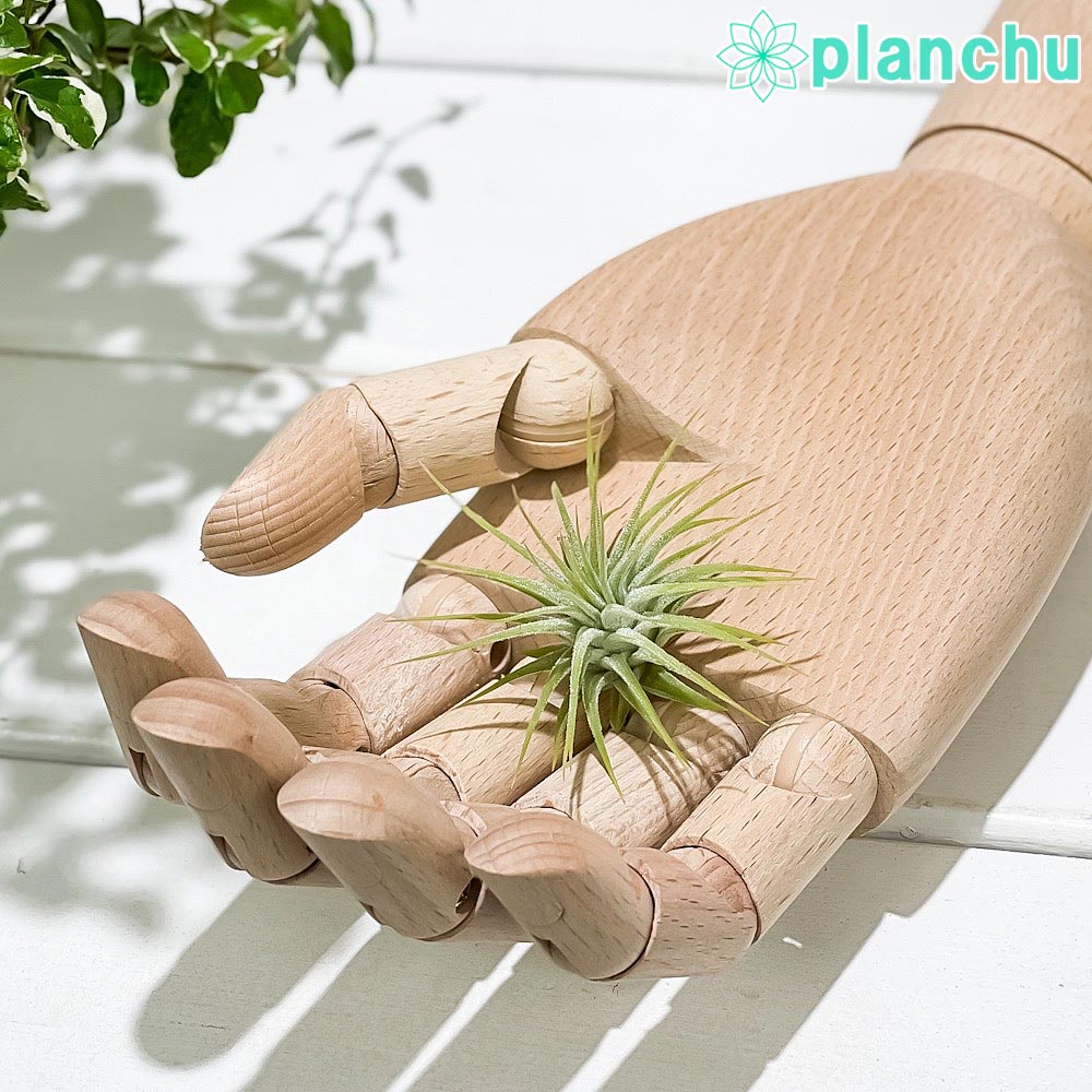 PLANCHU エアプランツ ティランジア イオナンタ Sサイズ 1株 W3×H3cm