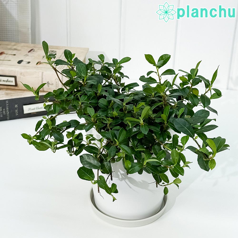 PLANCHU 観葉植物 フィカス シャングリラ 4号鉢 受け皿付き 育て方説明