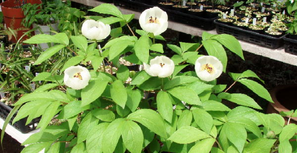 山野草と茶花 国分寺のお花屋さん 谷合園芸 - Online